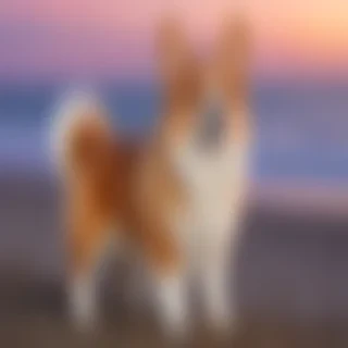 corgi inu dog breed