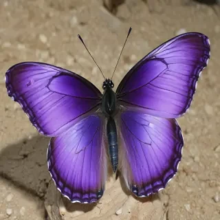 purple butterfly