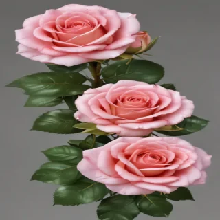 rose border png
