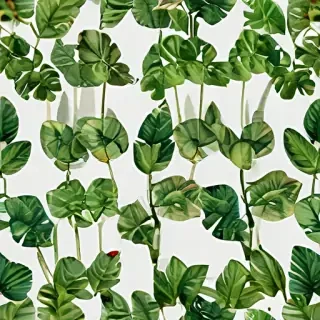 plant transparent background