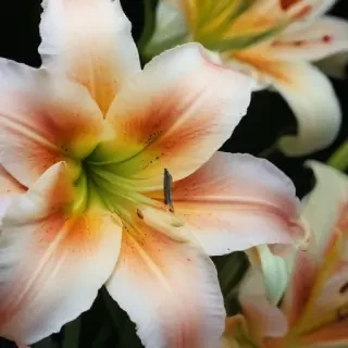 lily background