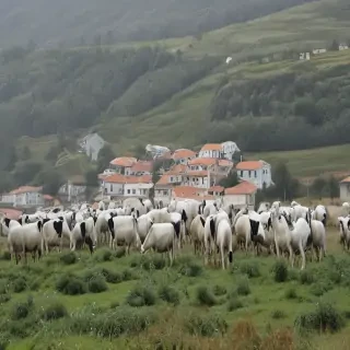 barbado da terceira