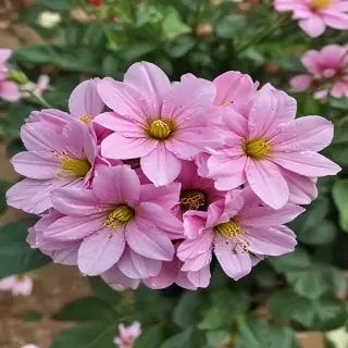 pretty flowers