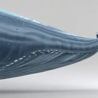 blue whale png