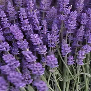 lavender phone background