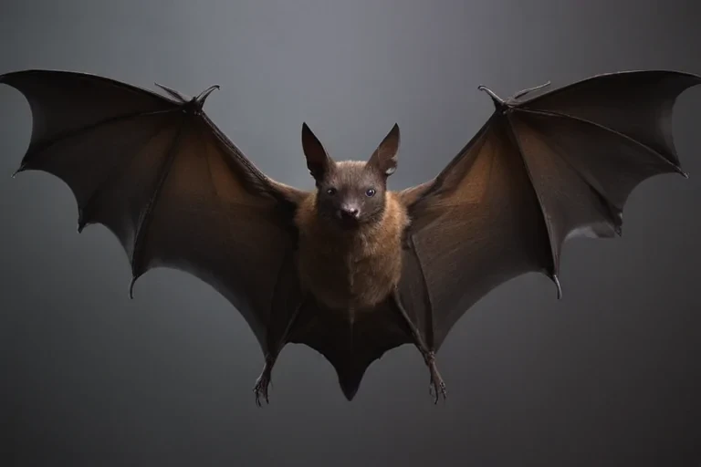 bat images for halloween