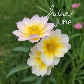 hello june images