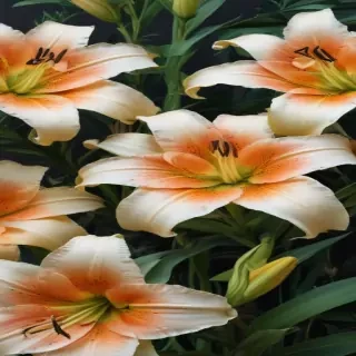 lily background