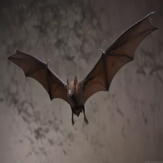 images of bats for halloween