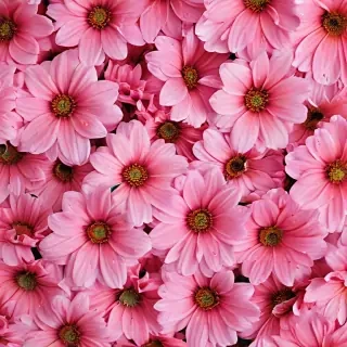 flower wallpaper phone