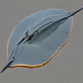 stingray png