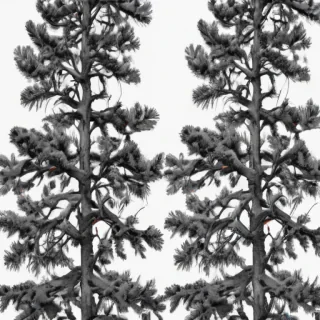 black and white pine tree clipart