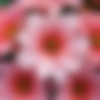 flower background iphone