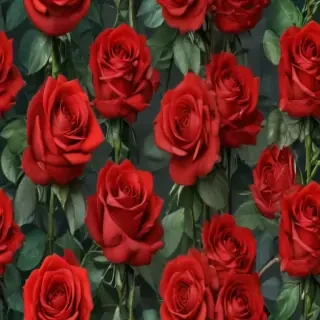 red roses aesthetic