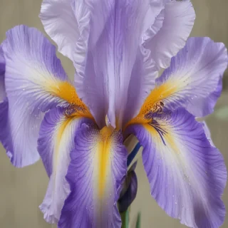 iris flower