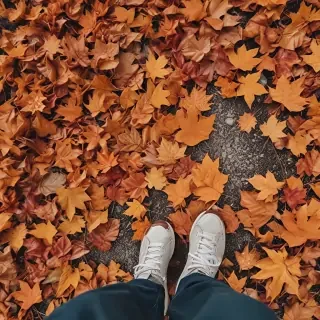 fall leaves aesthetic