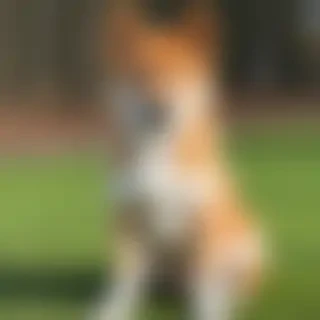 hokkaido dog breed