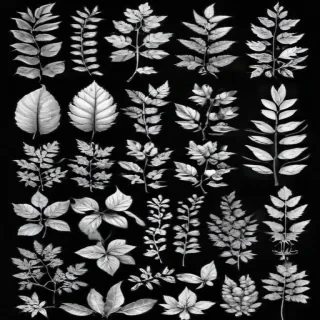 black and white leaf clip art