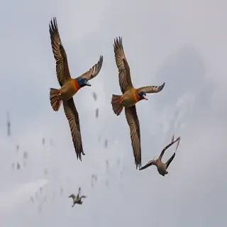 png birds flying