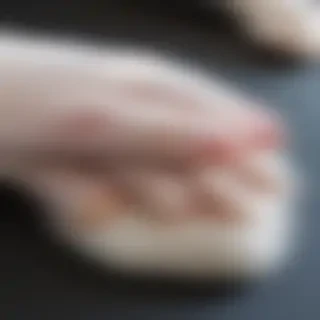 cat paw