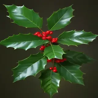 images of holly