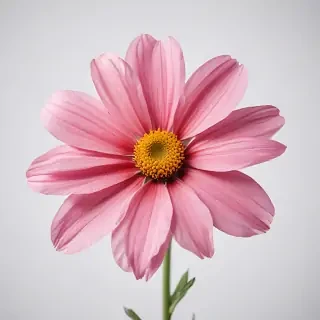 flower on white background