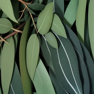 eucalyptus leaves png