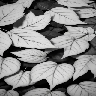 black and white leaves