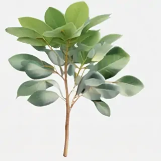 transparent eucalyptus clipart