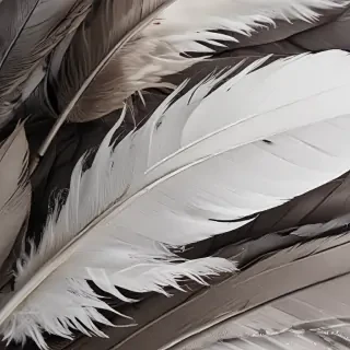 feather background