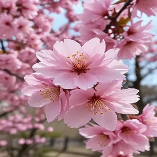 sakura flower