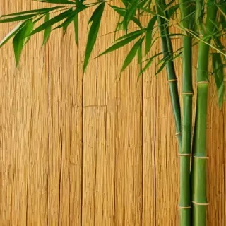 bamboo background