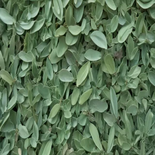 sage green aesthetic