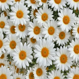 wallpaper daisy flower