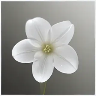transparent white flower
