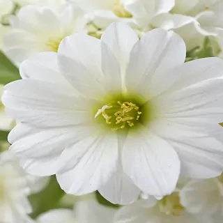 white flower wallpaper