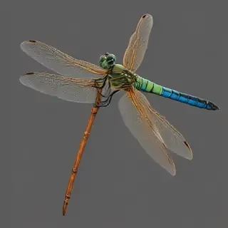 dragonfly png
