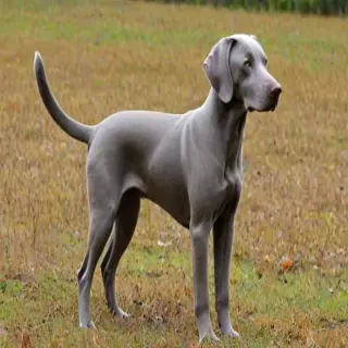 alaskan weimsky dog breed