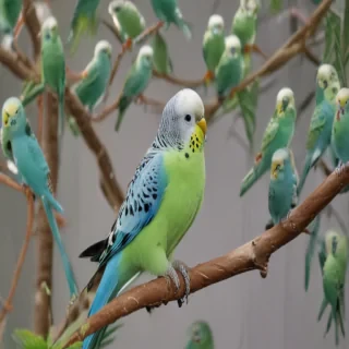 budgies