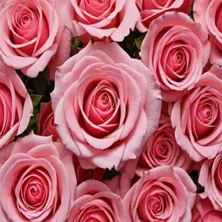 rose background wallpaper