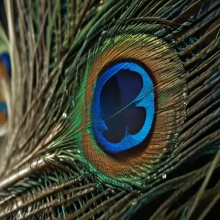 peacock feather images