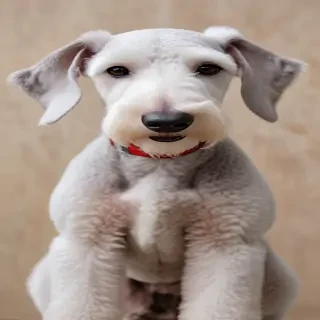 bedlington terrier