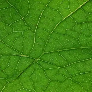 green leaf design