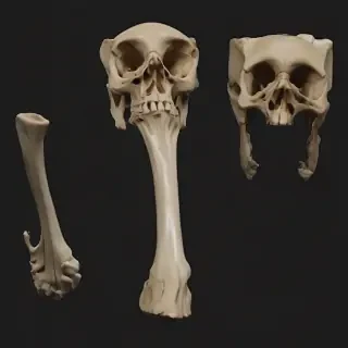bone png