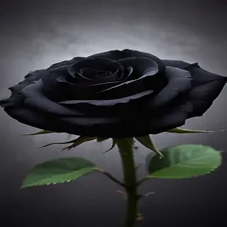 black rose picture