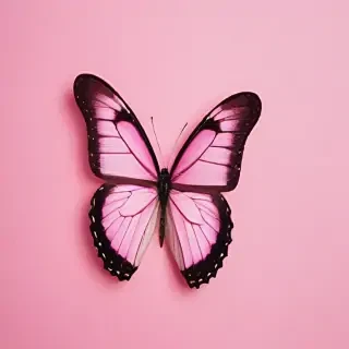 pink background butterfly