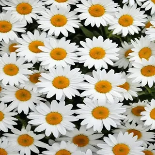 daisy background wallpaper