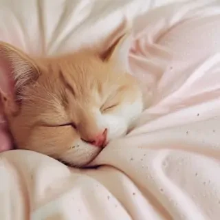 sleeping wallpaper