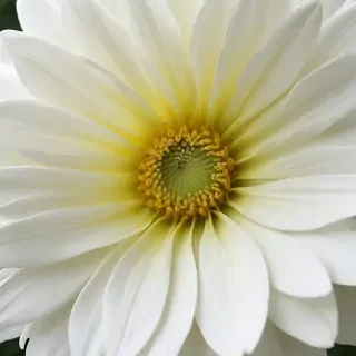 iphone white flower wallpaper