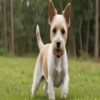 terrier dog